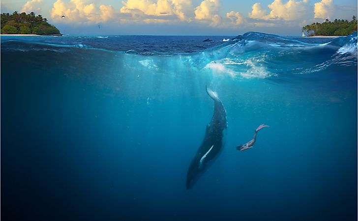 Humpback whale underwater.