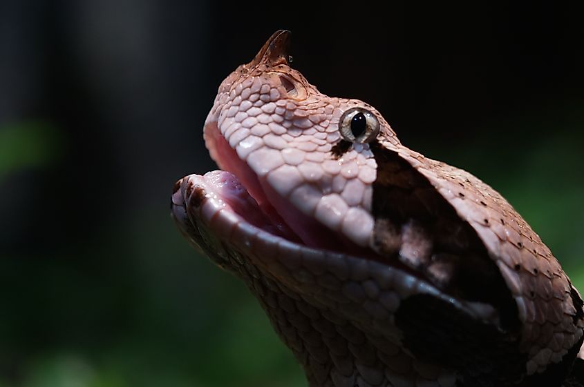 gaboon viper (Credit: makasana photo via Shutterstock)