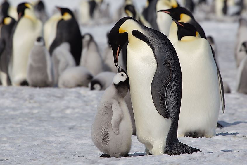 An emperor penguin and its young.