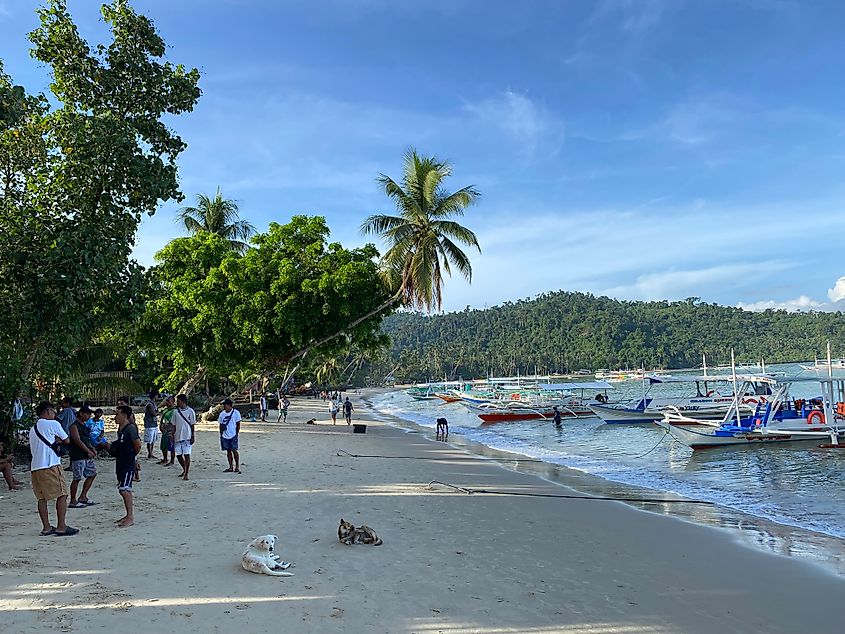 Dogs and Filipinos chilling on a pretty beach next to anchored outrigger boats in Port Barton.