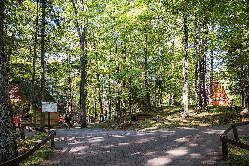 Forest in the Old Forge Water Safari in Old Forge, New York.