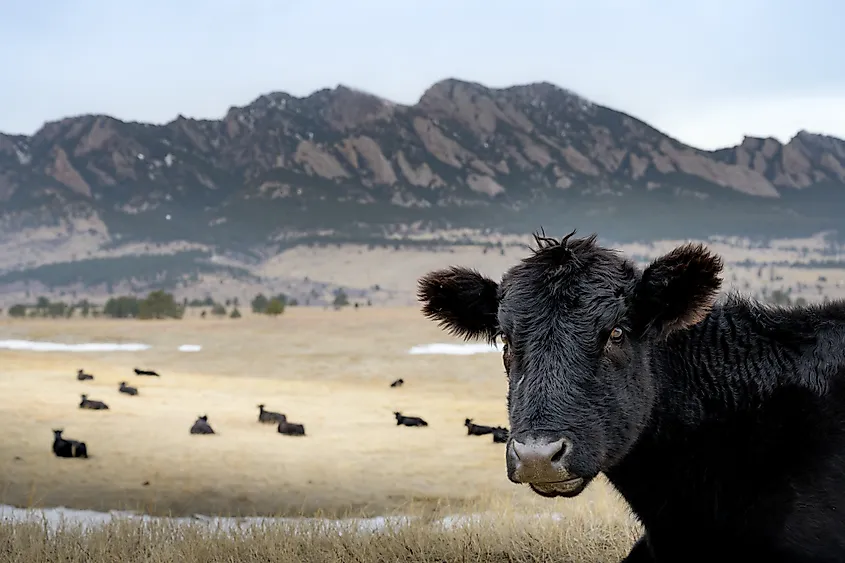 Cows near Boulder in Colorado.