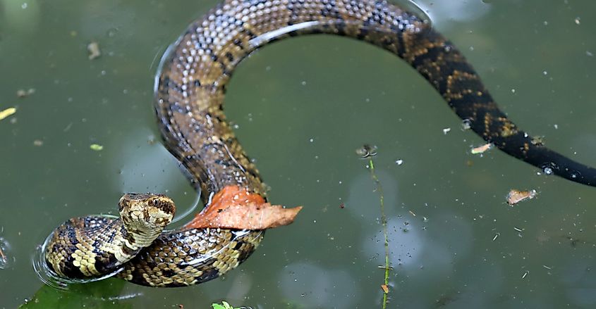 A curious cottonmouth in the water.