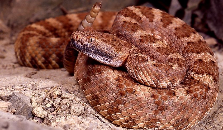 Portrait of a Panamint Rattlesnake (Crotalus mitchelli stephensi) in a natural setting.