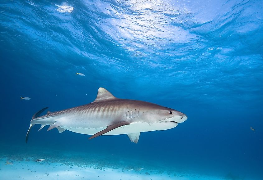 Tiger shark patrolling shallow water