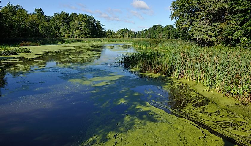 Great Swamp National Wildlife Refuge, New Jersey.