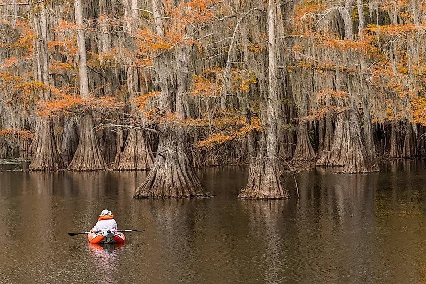 Caddo Lake in fall.