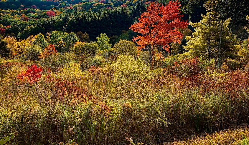 A backlit wetland with bushes and trees showing peak fall color near Stockbridge, Massachusetts.