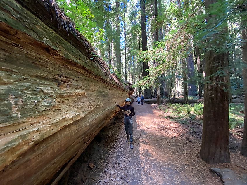 A young woman caresses a massive fallen redwood. 