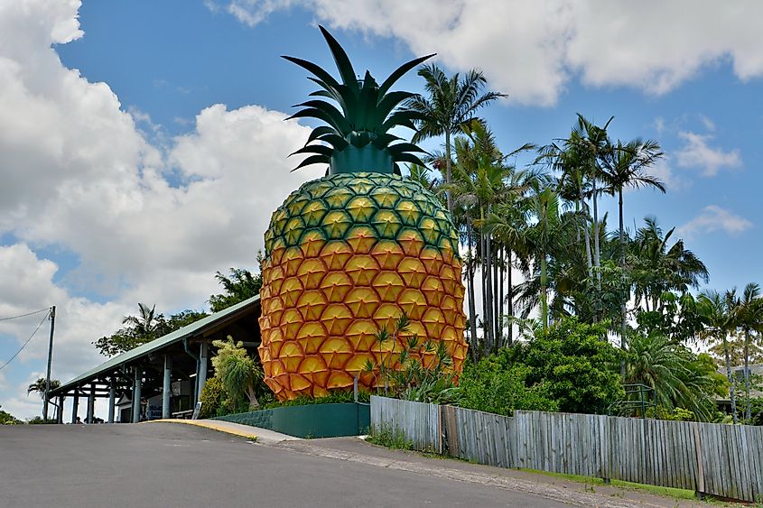 The 16-meter-high Big Pineapple in Woombye, Queensland, Australia, surrounded by buildings and vegetation.