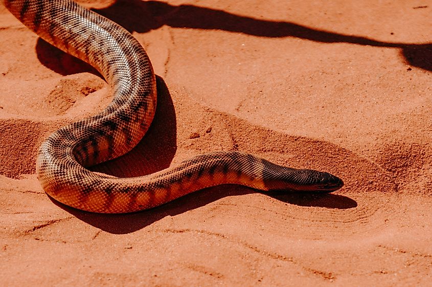 14 Venomous Snakes of New South Wales - WorldAtlas