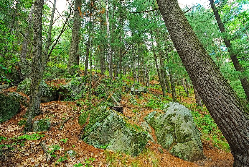 Black River State Forest. By Joshua Mayer - CC BY-SA 2.0, Wikimedia Commons.