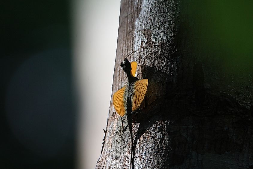 10 Animals Found In Malaysia Worldatlas