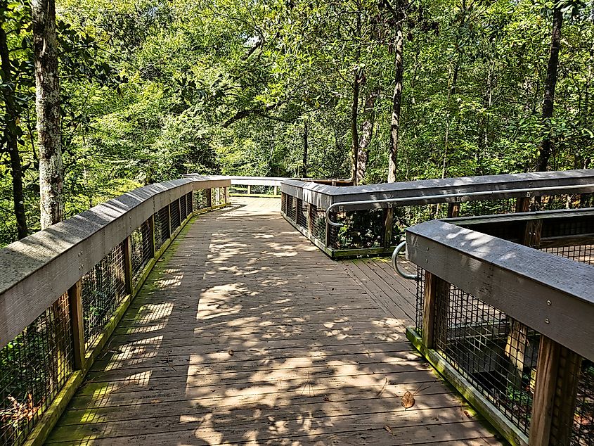 Boardwalk at Falling Waters State Park in Chipley, Florida.