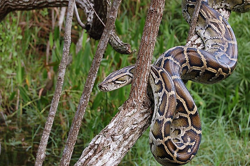A Burmese python in shallow water showing its dark brown saddle pattern and pale belly.