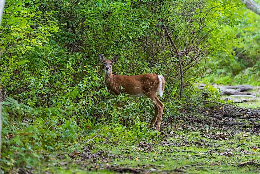 A white-tailed deer at the Norman Bird Sanctuary. 