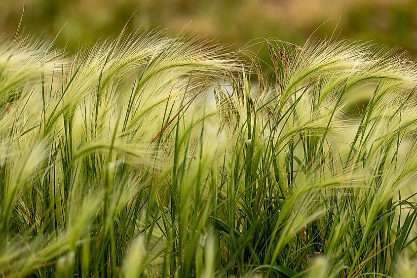 Nebraska prairie grass.