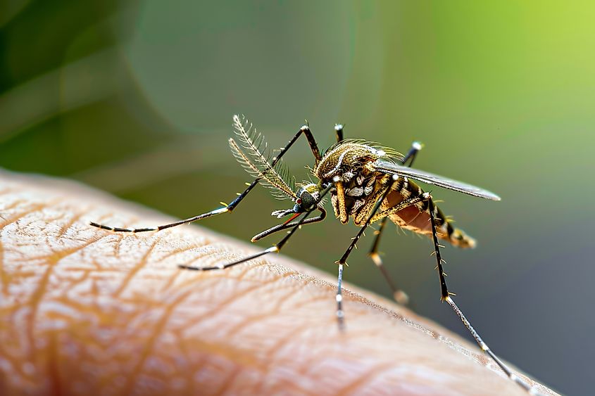 Mosquito on human skin.