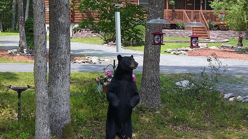 A black bear standing to look at a bird feeder for food in Hawley, Pennsylvania