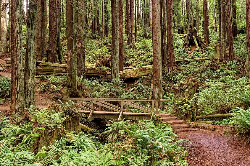 Redwoods in Arcata, California.