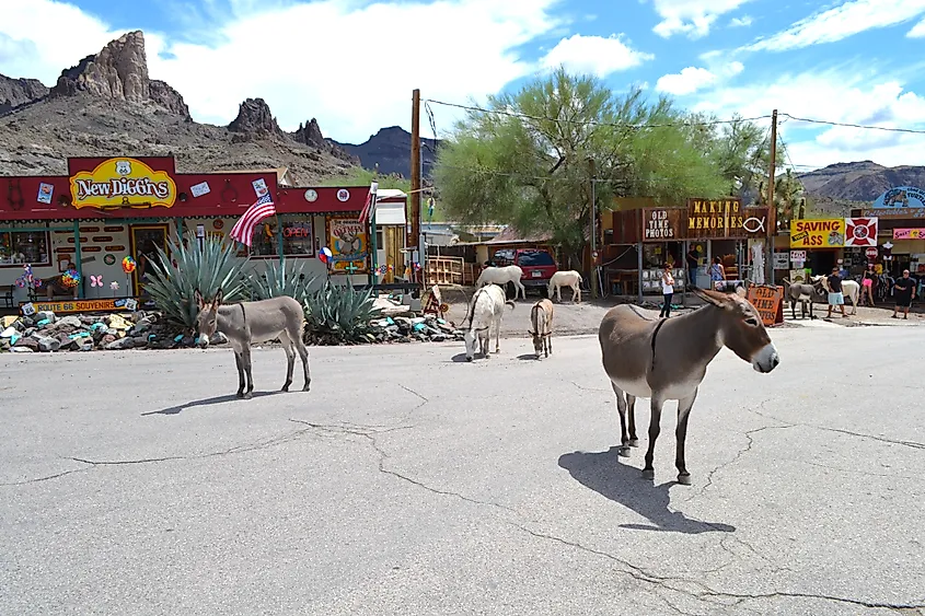 Burros in downtown Oatman, Arizona