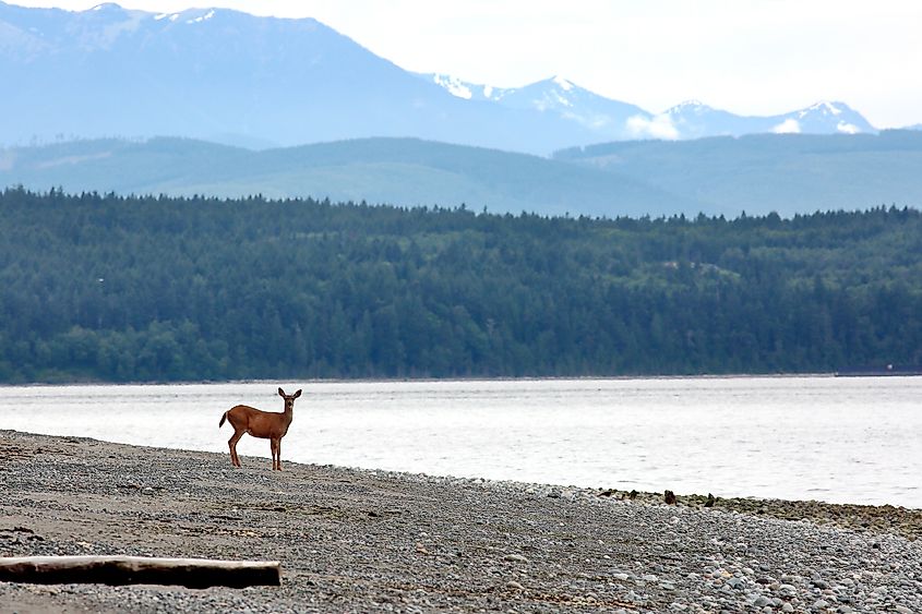 A black tail deer stands at attention on beach at Fort Flagler State Park in Washington 