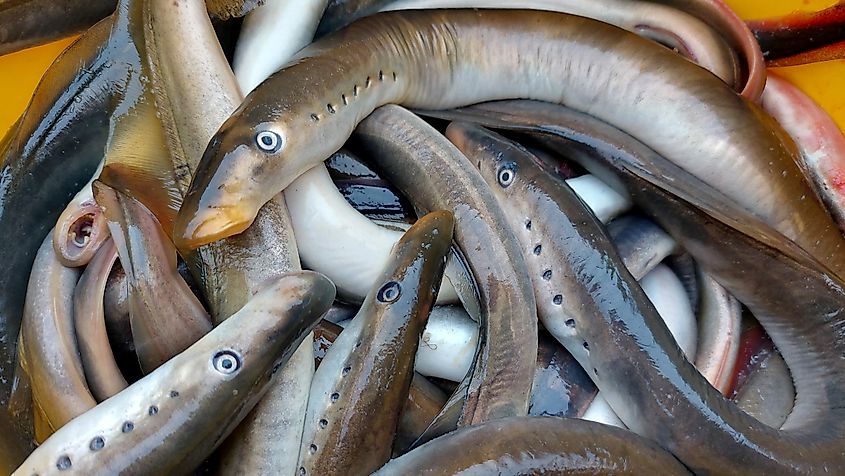 Sea lampreys.