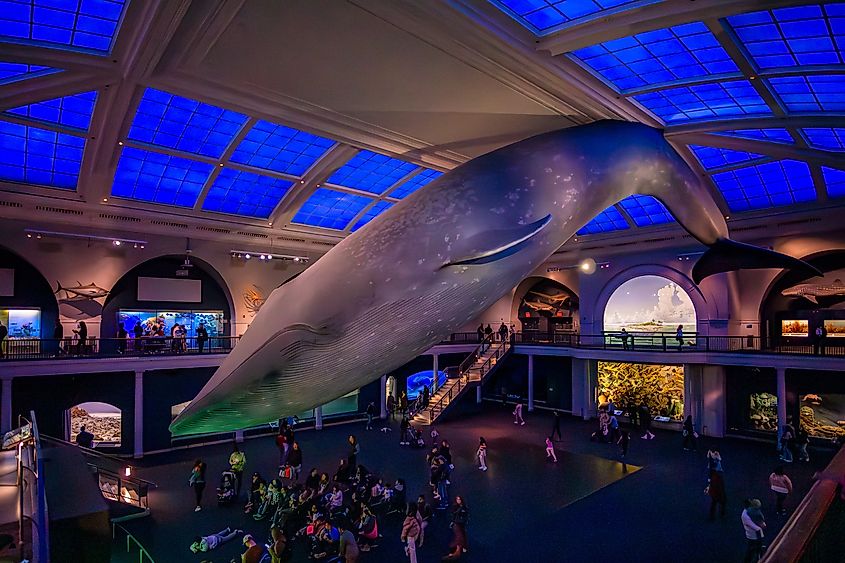 Visitors enjoying the interior of American Museum of Natural History’s Milstein Hall of Ocean Life.
