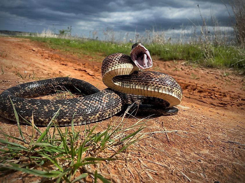 A nonvenomous western rat snake in a defensive position.