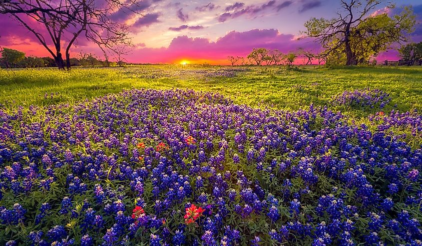 Sunrise in the Texas Hill Country with summer flowers blooming