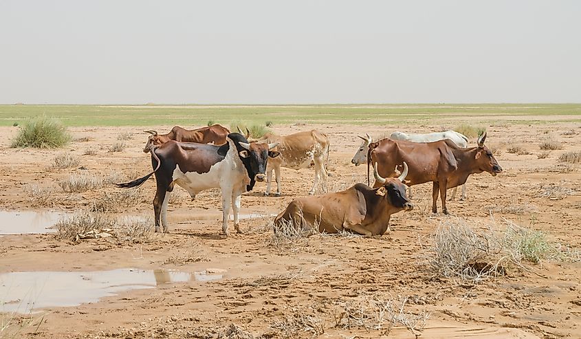 Livestock in rural Mauritania.