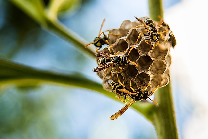 Wasps building a nest on a plant, macro photography with blurred background.