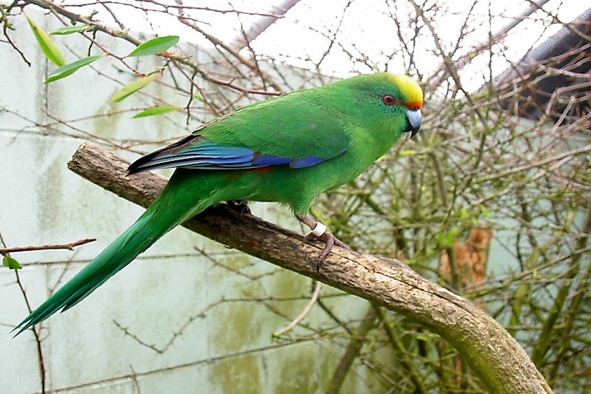 New Zealand Parakeet | atelier-yuwa.ciao.jp