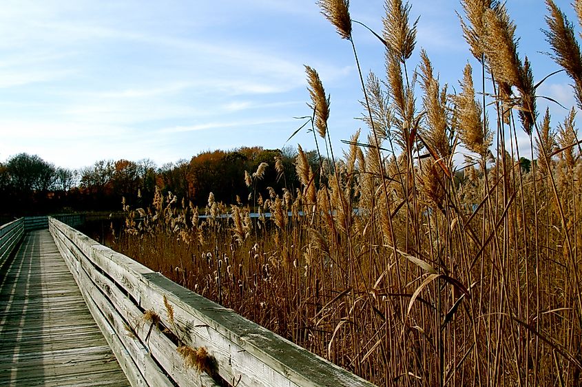 A trail in Prime Hook National Wildlife Refuge in Milton, Delaware.