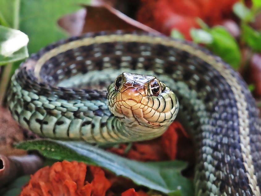 Close-up of the head of an Eastern Garter Snake, highlighting its distinct scales and patterns.