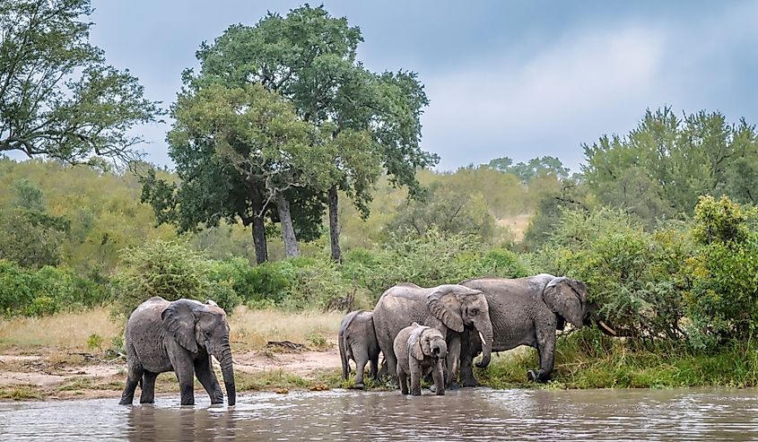 African bush elephant group drinking in waterhole front view in Greater Kruger National park, South Africa.