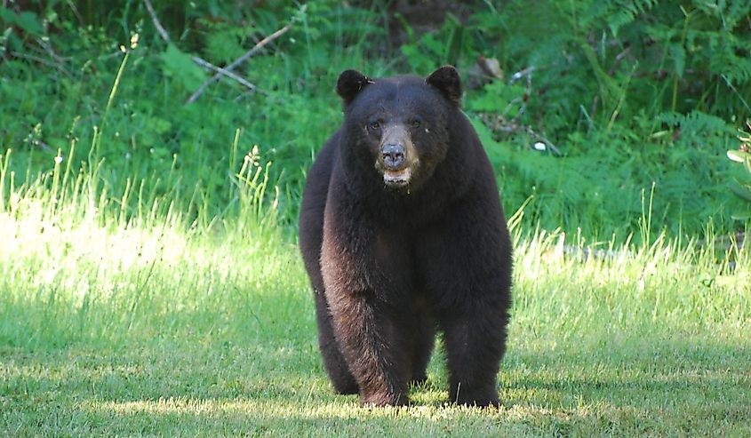 Black Bear Washington State US.
