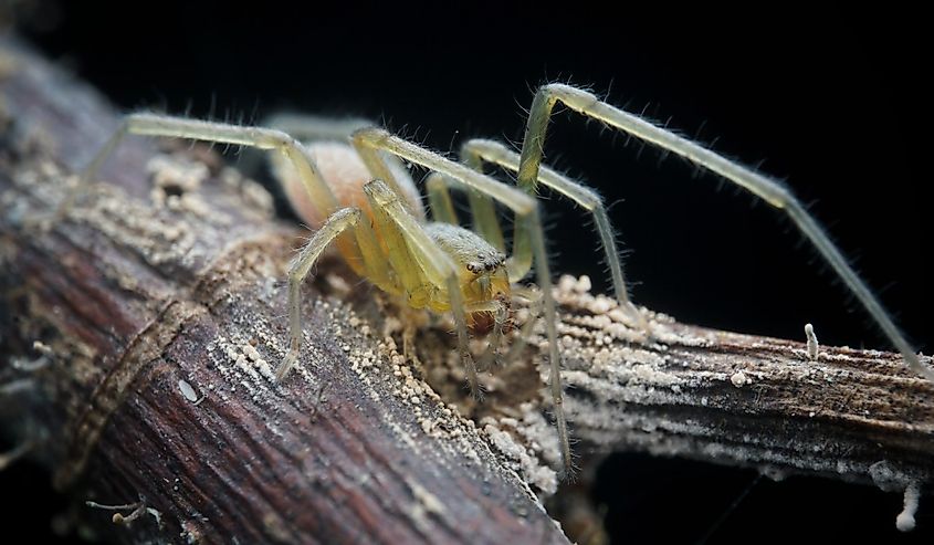 Cheiracanthium inclusum, alternately known as the black-legged yellow sac spider or American yellow sac spider