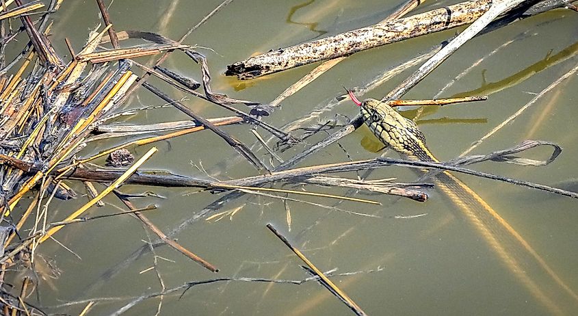 A giant garter snake briefly sticking its head above water.