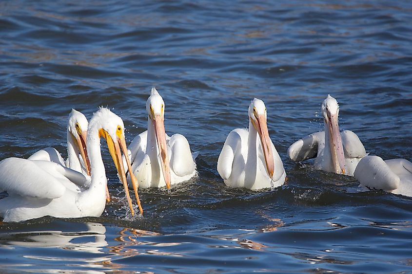 Pelicans on Lake Overholser In Oklahoma City