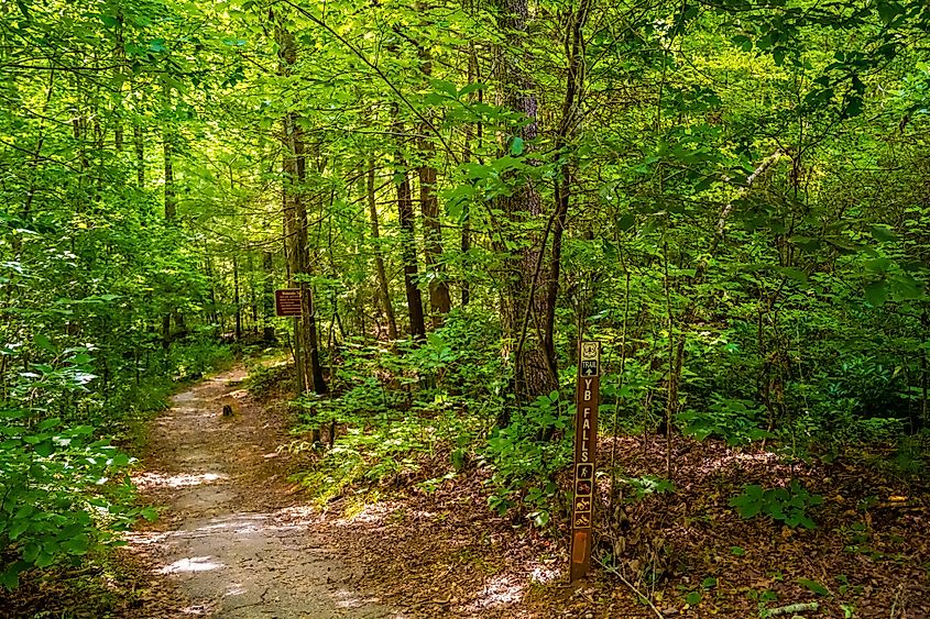 The Yellow Branch Falls Trail in Walhalla, South Carolina.