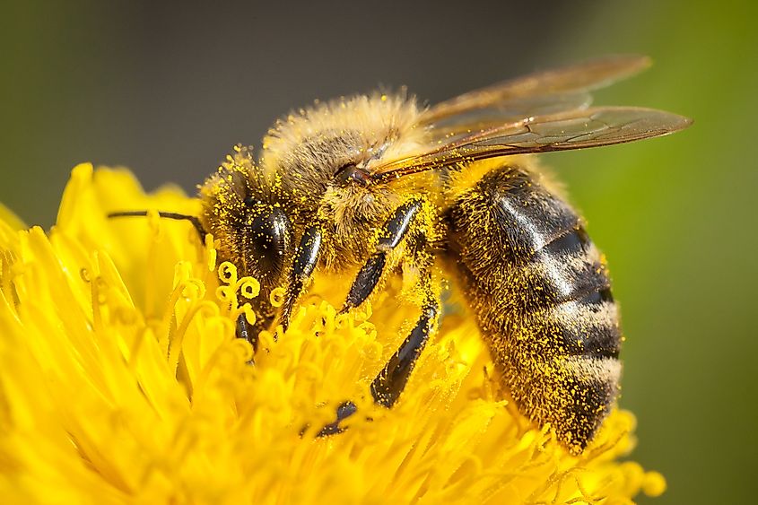 Honey bee bathed in pollen.