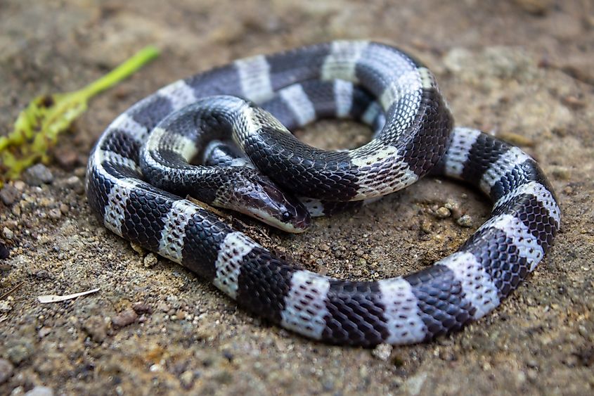 The banded krait's pattern and smooth scales in a close-up view.