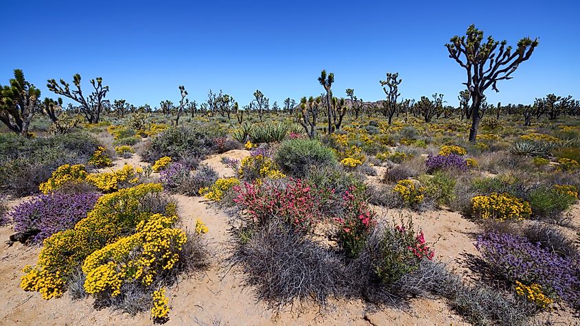  Joshua trees and spring wildflowers in Mojave National Preserve, California.