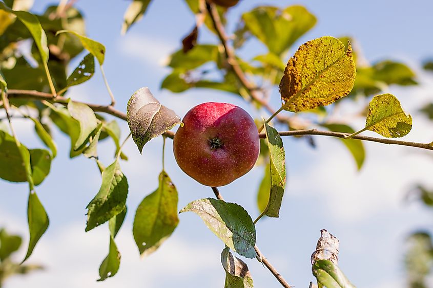 An apple tree in fall.