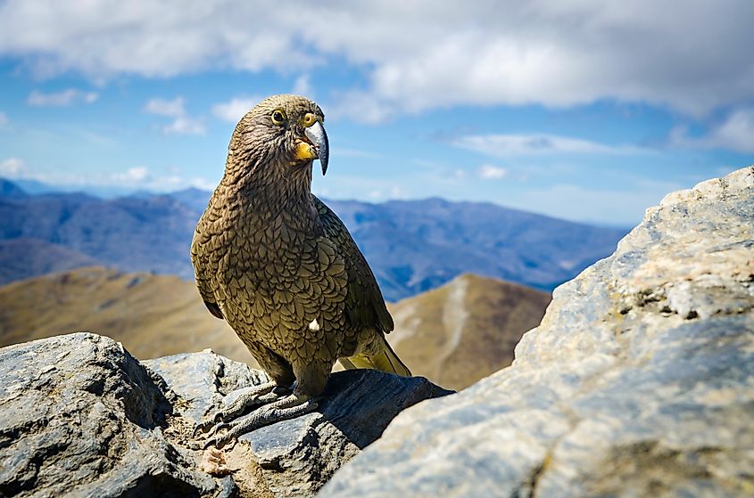 A beautiful kea on a mountain top