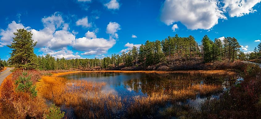 Autumn landscape featuring a pond, pine tree forest, dried aquatic plants, and cumulus clouds in a blue sky at Myles Standish State Forest, Massachusetts.