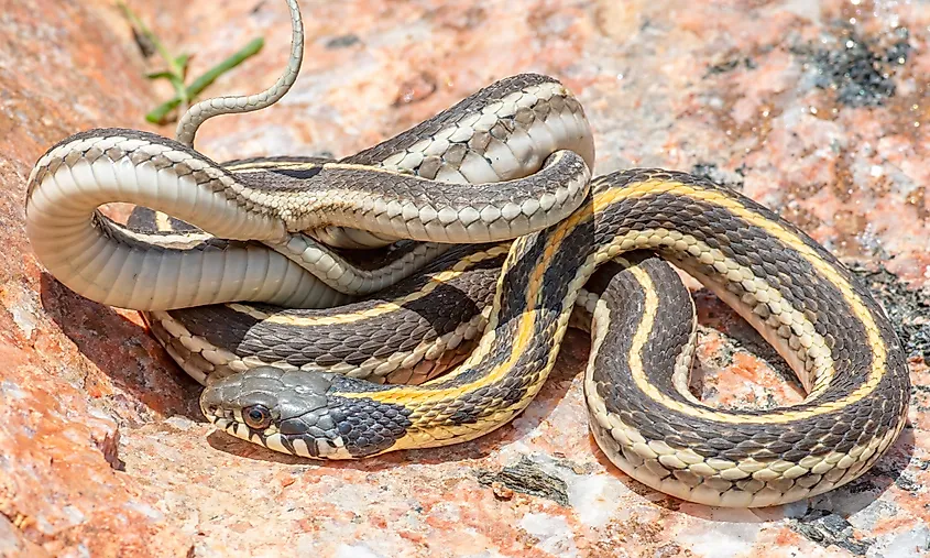 A Western black-necked garter snake.