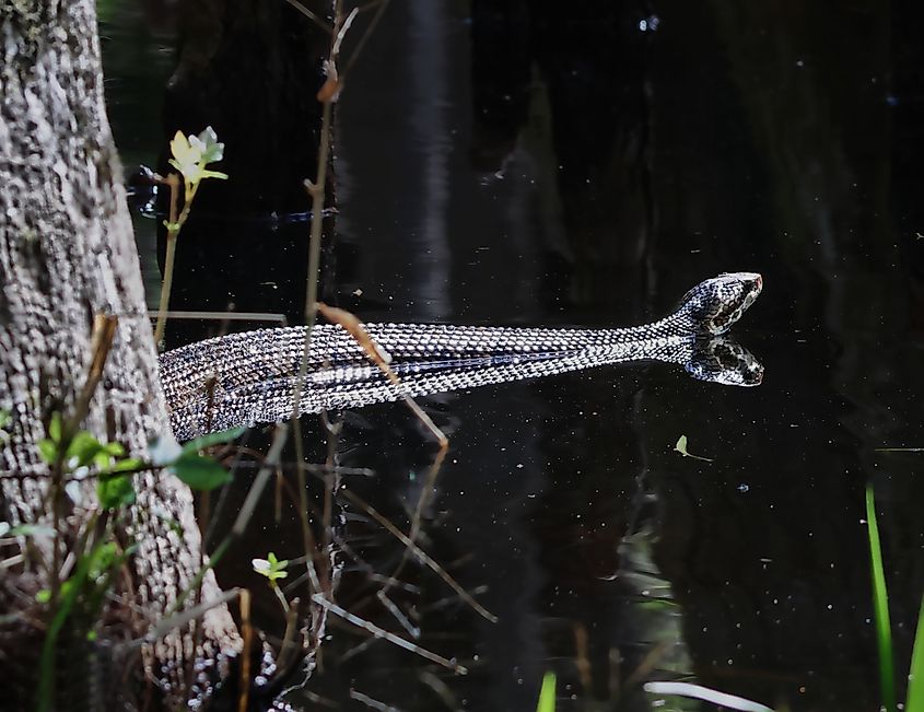 Cottonmouth snake swimming in the swamps