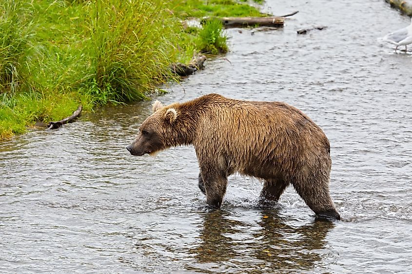 Alaska Peninsula brown bear hunting in a lake.